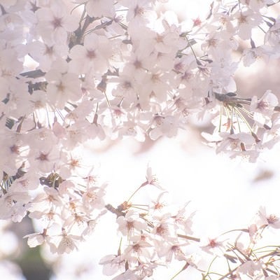 うららかな春の桜の写真