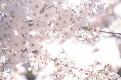 うららかな春の桜の写真