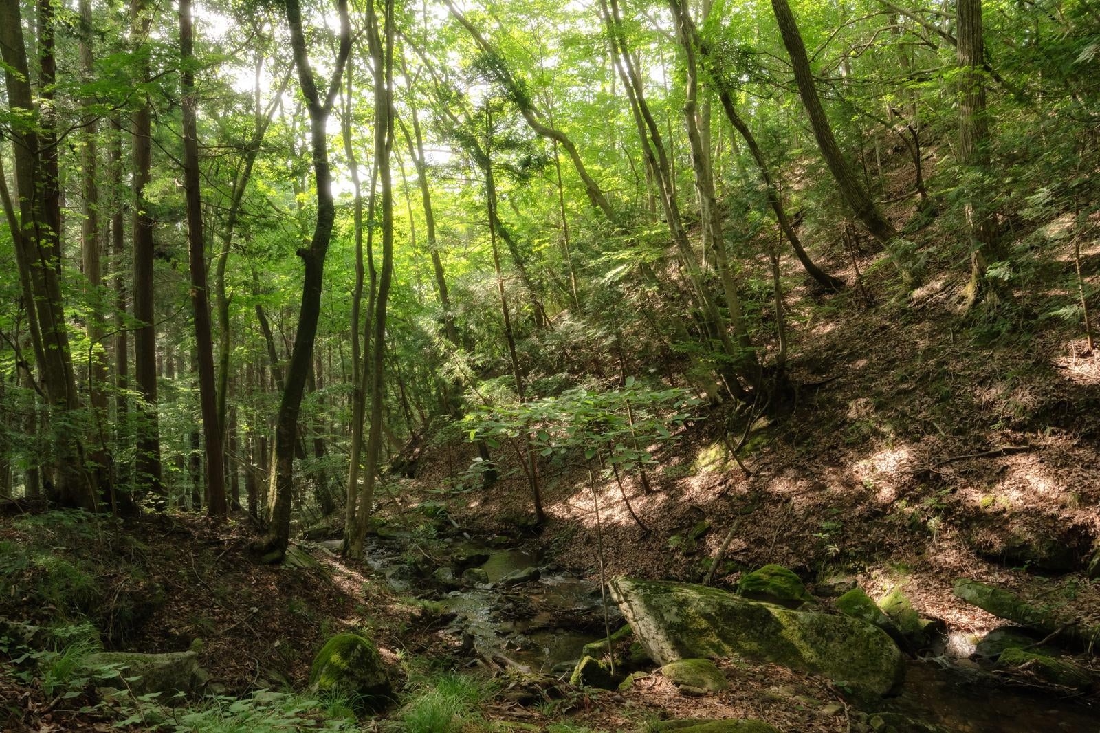 「東野の清流、木々と木漏れ日が織りなす静けさ」の写真