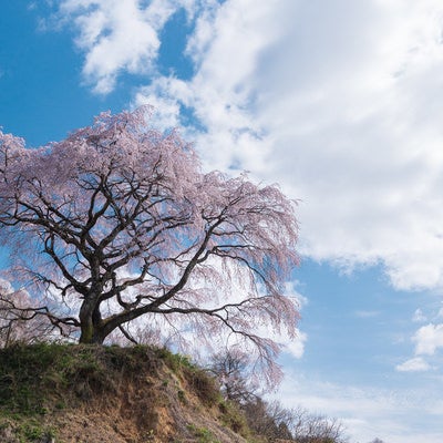 清々しい青空と表の桜の写真