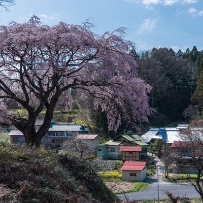 表の桜と民家の写真