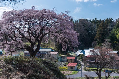 表の桜と民家の写真