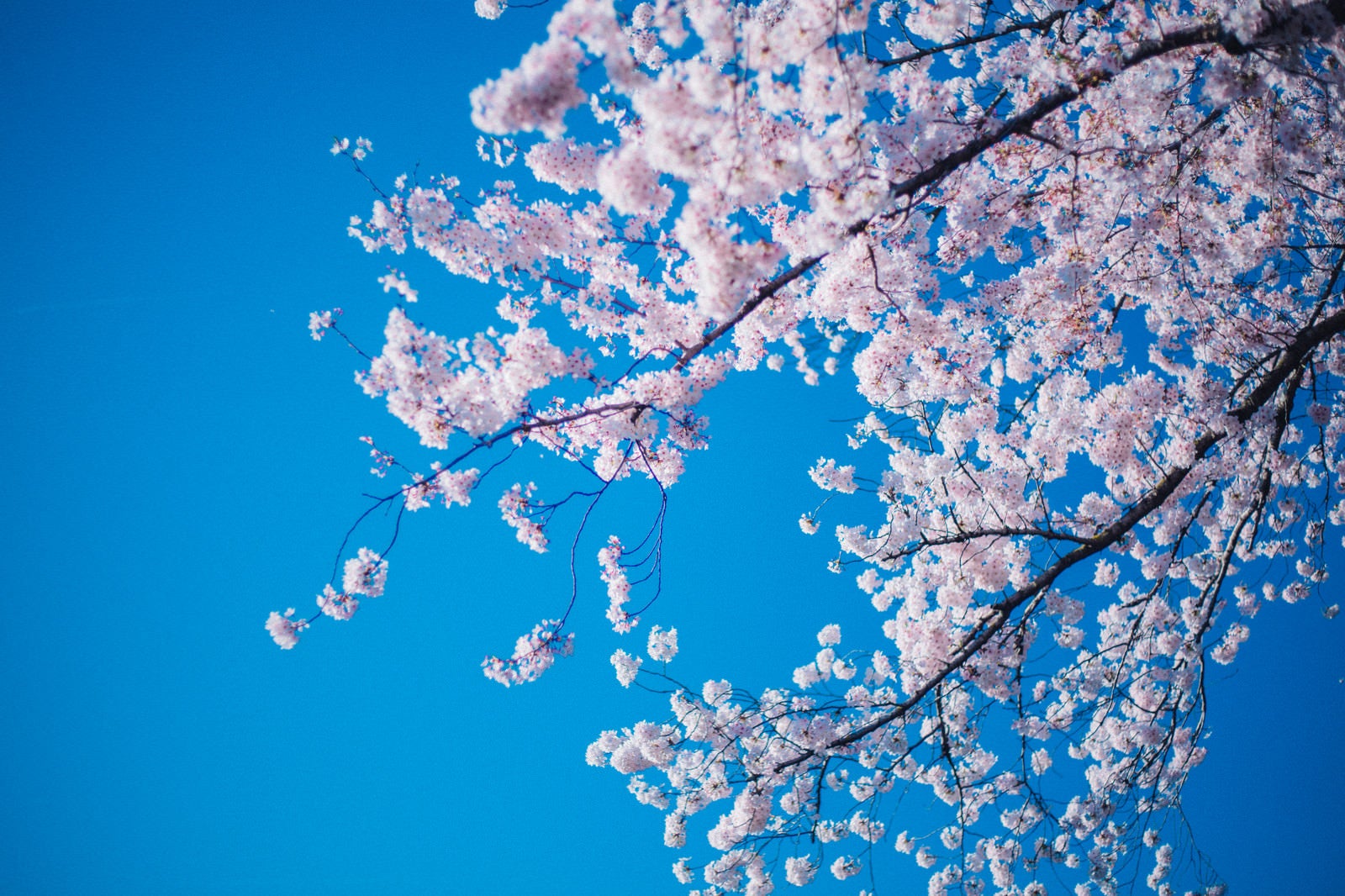 「青空と満開の桜」の写真