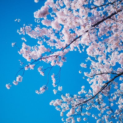 青空と満開の桜の写真
