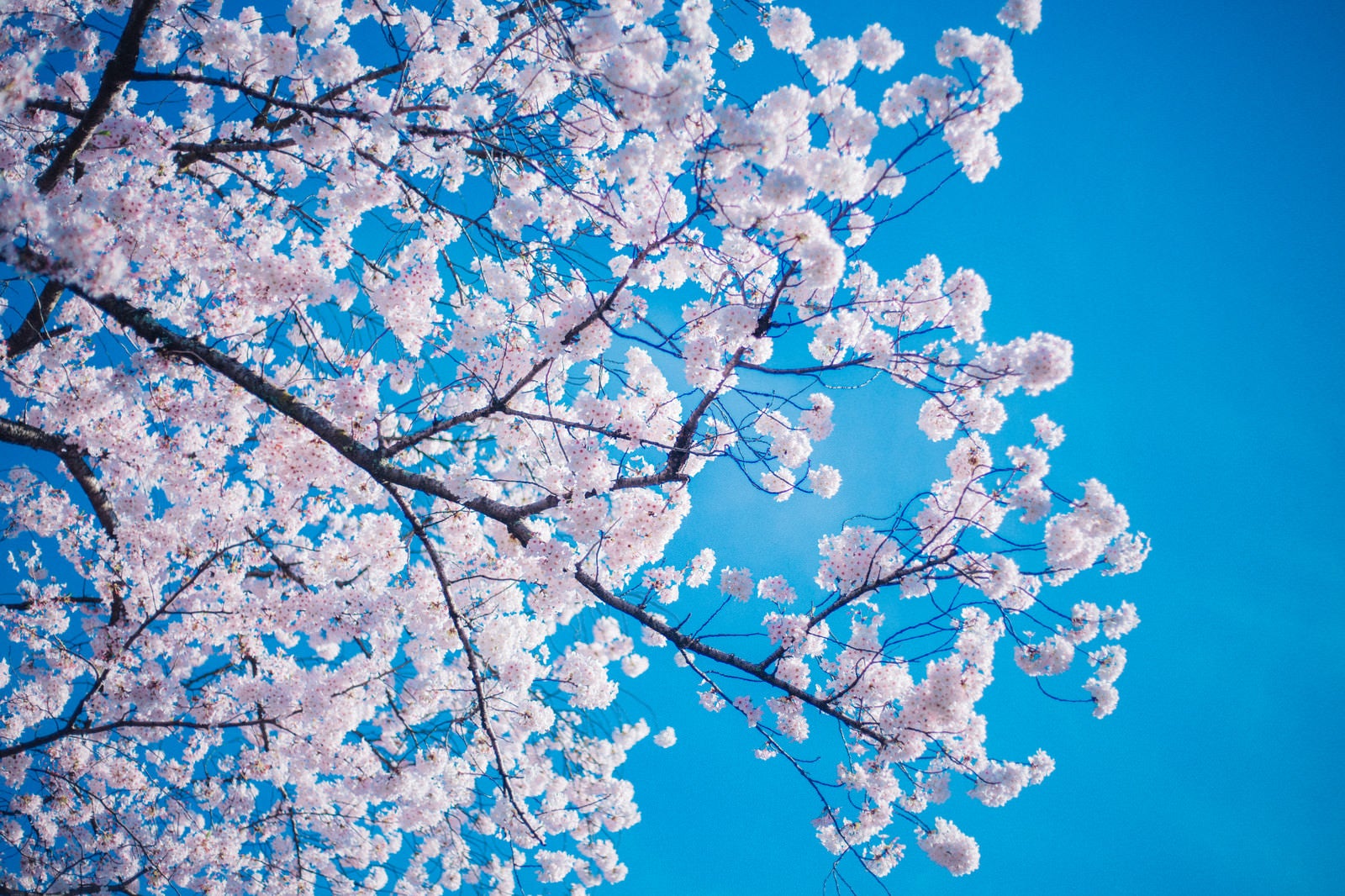 「桜（青空バック）」の写真