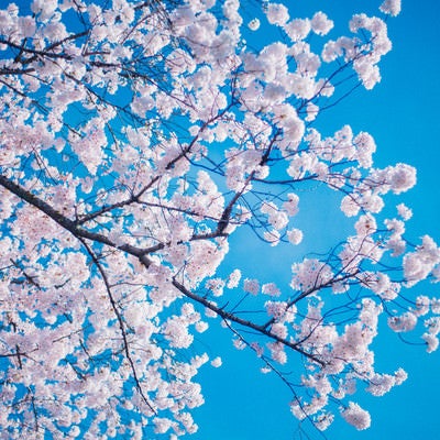 桜（青空バック）の写真