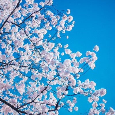 桜の開花の写真
