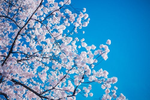 桜の開花の写真