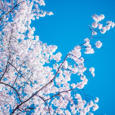 桜の木の写真