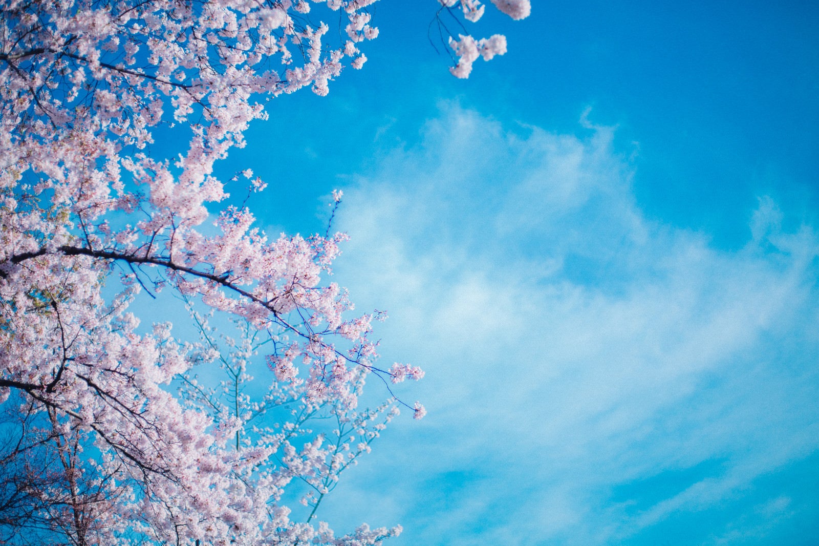 「桜のシーズン」の写真