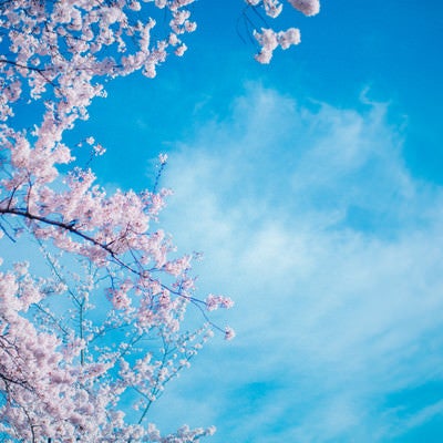 桜のシーズンの写真