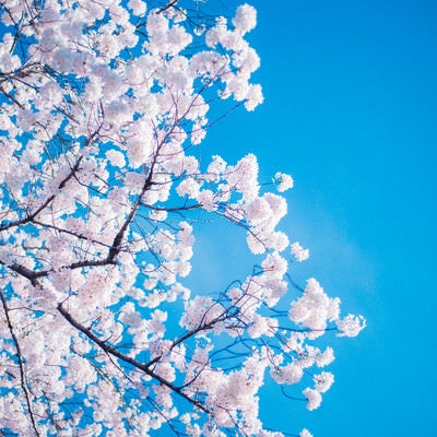 桜の花言葉の写真