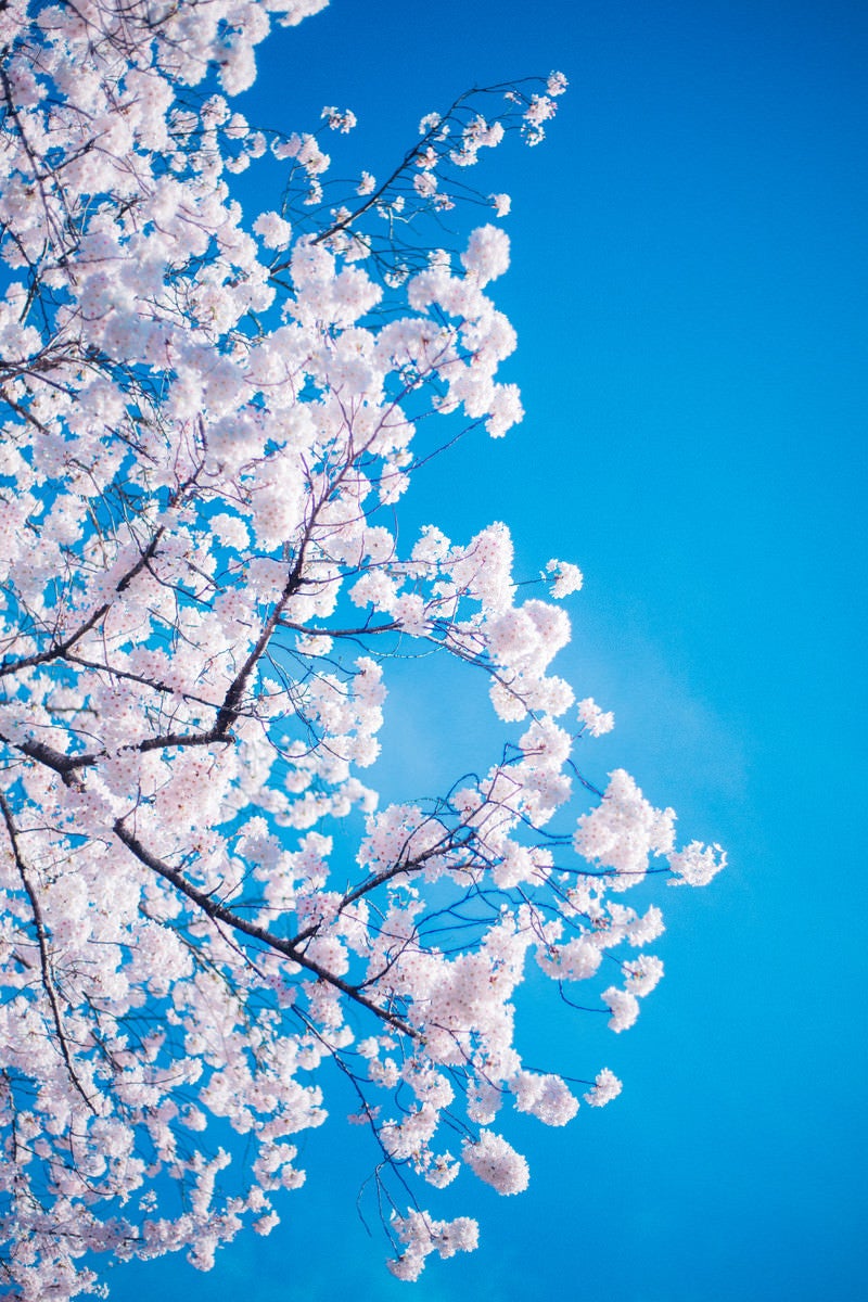 桜の花言葉の写真