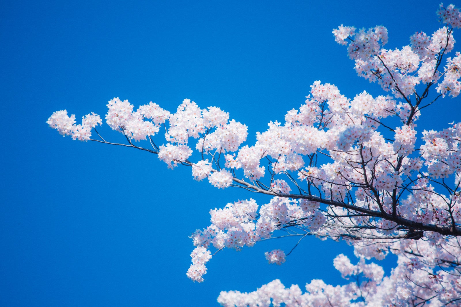 「見頃の桜」の写真