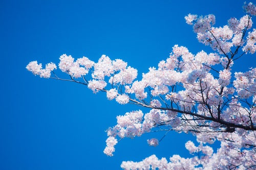 見頃の桜の写真