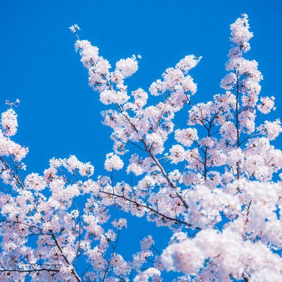 快晴と桜の写真