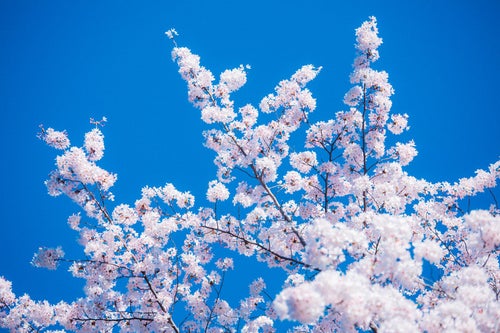 快晴と桜の写真