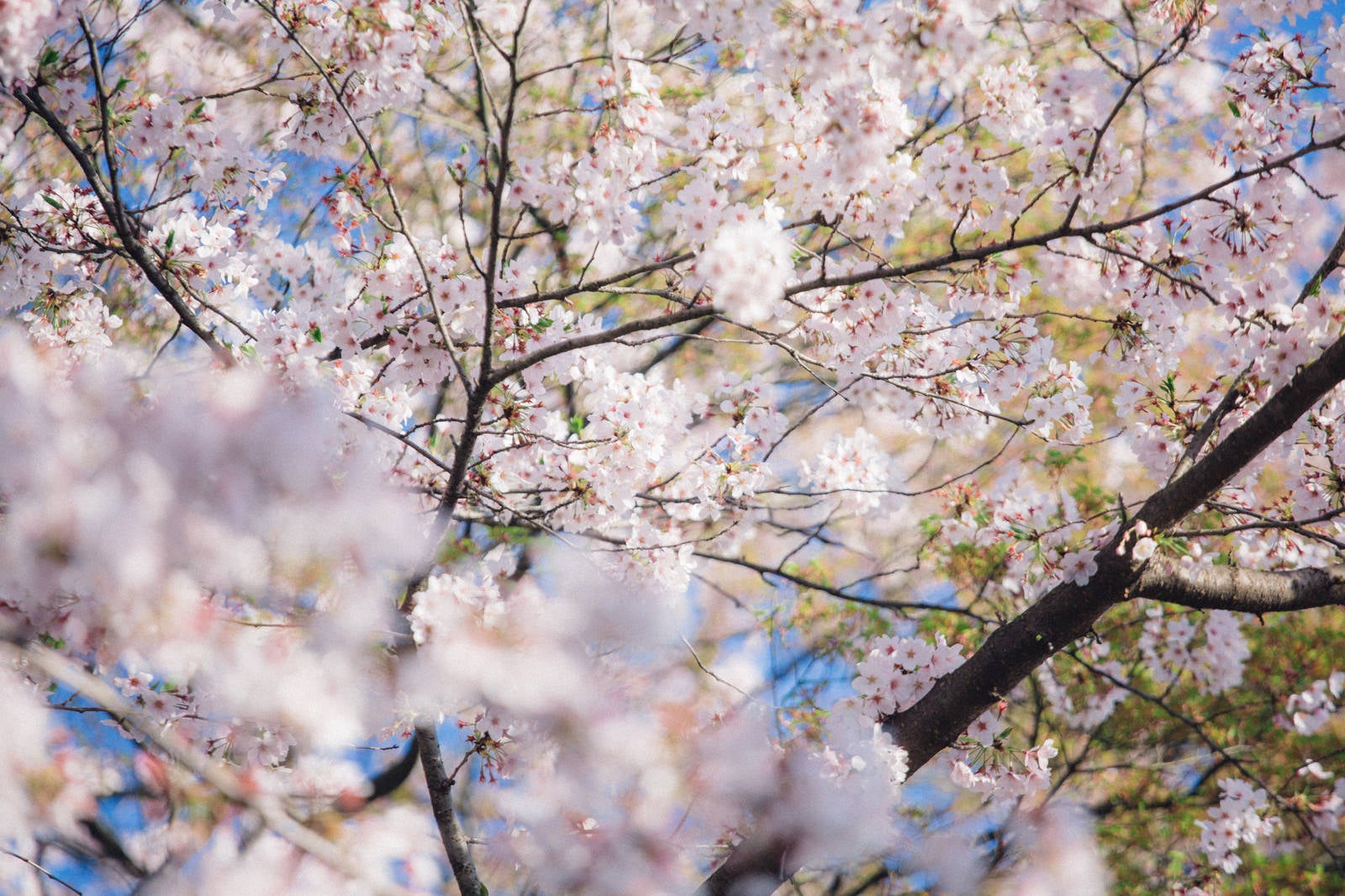 「葉桜」の写真