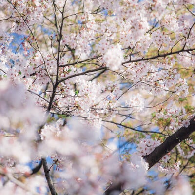 葉桜の写真