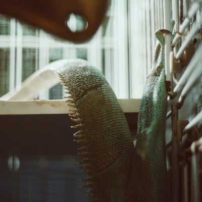 イグアナの尻尾の写真