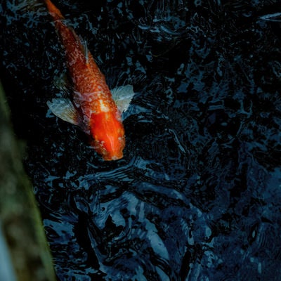 池を泳ぐ橙色の鯉の写真