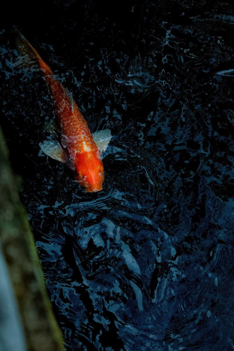 「池を泳ぐ橙色の鯉」の写真