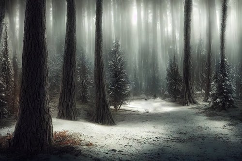濃霧の冬の森の写真