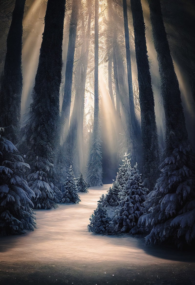 「月明りが差し込む冬の森」の写真