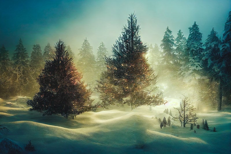 大きなモミの木と雪原の写真