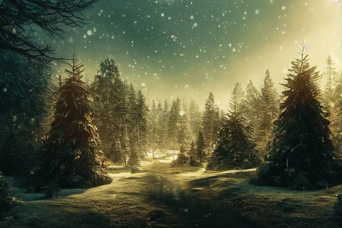 舞い散る雪と輝くモミの木の写真
