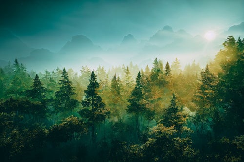朝靄の森に差す曙光の写真