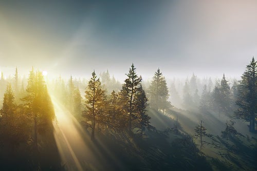 森に伸びる朝日の光芒の写真