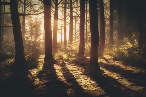 夕日に伸びる木々の影の写真