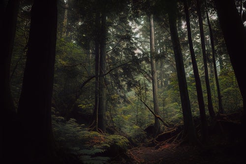 薄暗い樹林帯の山道の写真