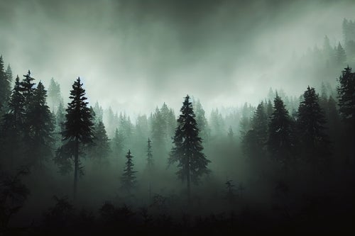 大霧に包まれた森の写真