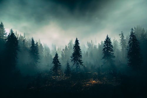不気味な霧に包まれた森の写真