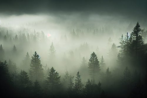 濃霧から頭を出す樹冠の写真