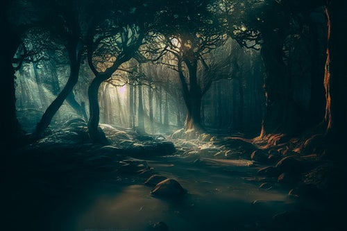 妖精の森に差し込む光の写真