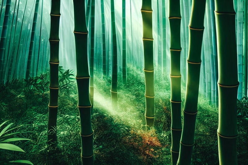光が差し込む竹林の写真