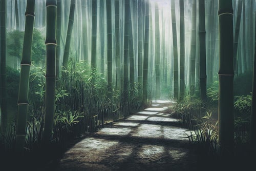 小道に伸びる竹林の影の写真