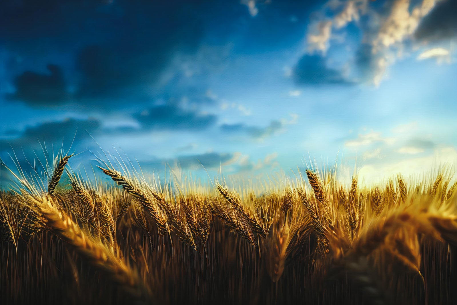 「朝焼けと小麦畑」の写真
