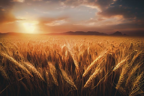 夕日に染まる小麦畑の写真