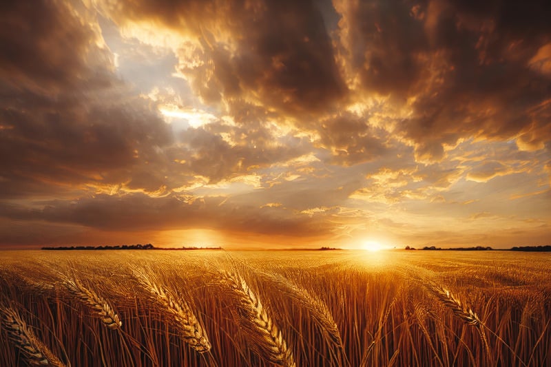 沈みゆく夕日と小麦畑の写真