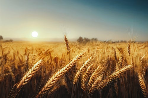 夕日に輝く小麦の写真