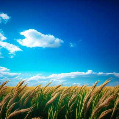 青い空と小麦畑の写真
