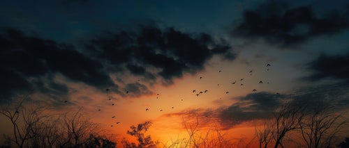 夕焼け空に飛び立つ鳥たちの写真