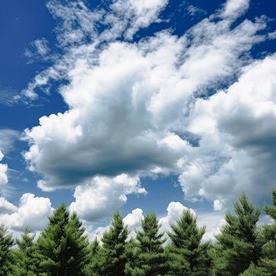木々と夏日の青空の写真