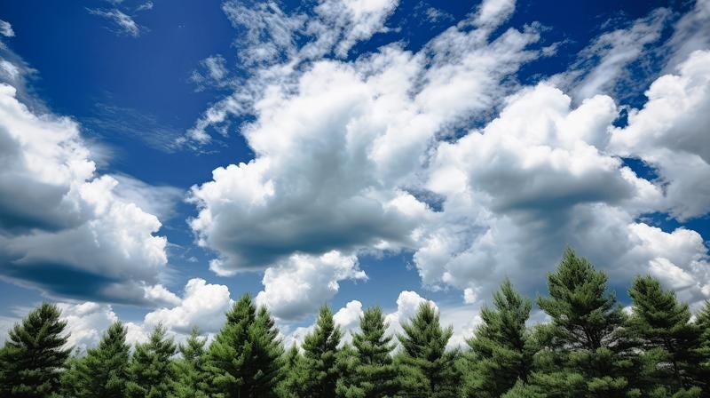 木々と夏日の青空の写真
