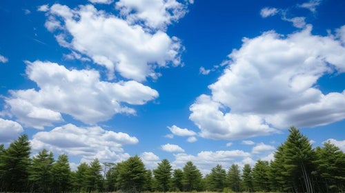 木々と白い雲がながれるの写真