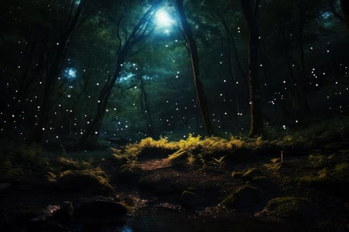 森の中の幻想的な光と夜の写真